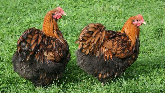 Orpington chicken breed reviews