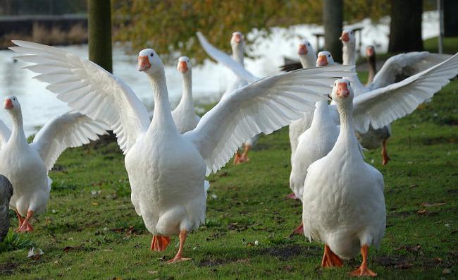 Breeding geese at home