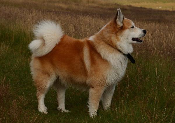 Icelandic dog photo