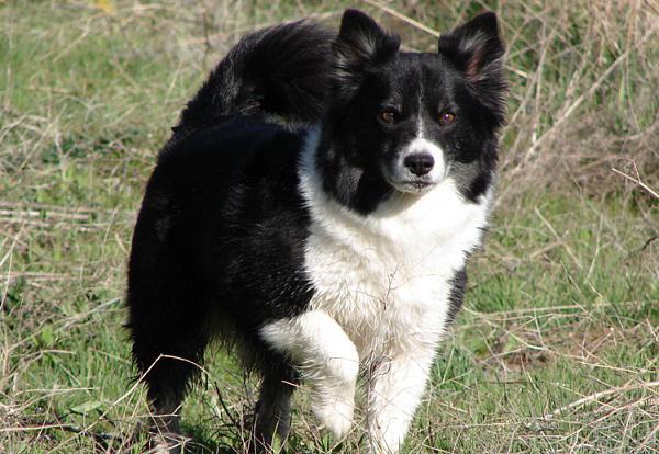 Icelandic guard dog