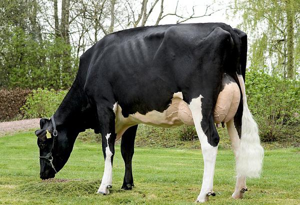 Коровы молочной породы цена