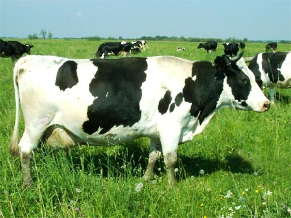 Коровы молочной продуктивности породы