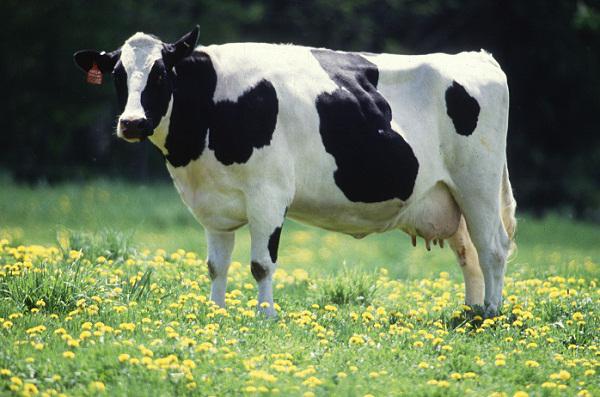 Breeds of cows of meat and dairy direction