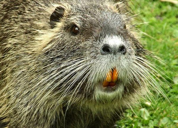 Nutria breeding and maintenance