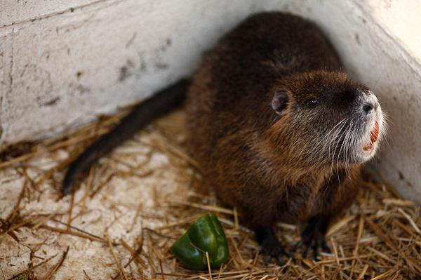 Nutria Content