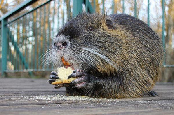 Cages for Nutria