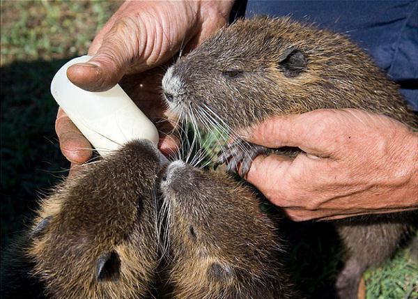 Breeding Nutria