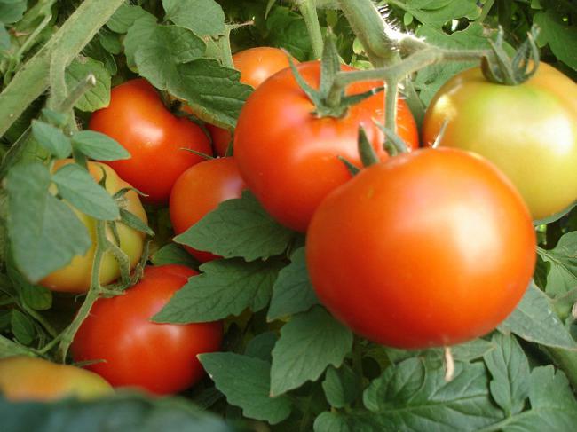 Штамбовый крупноплодный томат