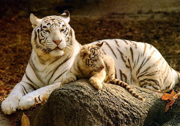 Белый тигр животное