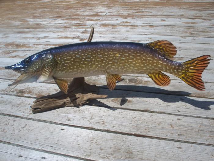 pike rig