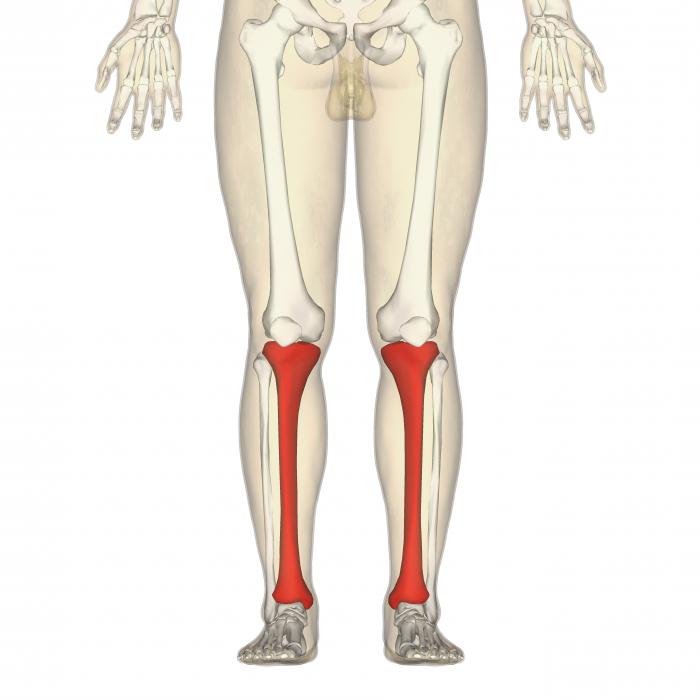 кости нижних конечностей человека анатомия