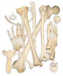 перечень костей скелета человека
