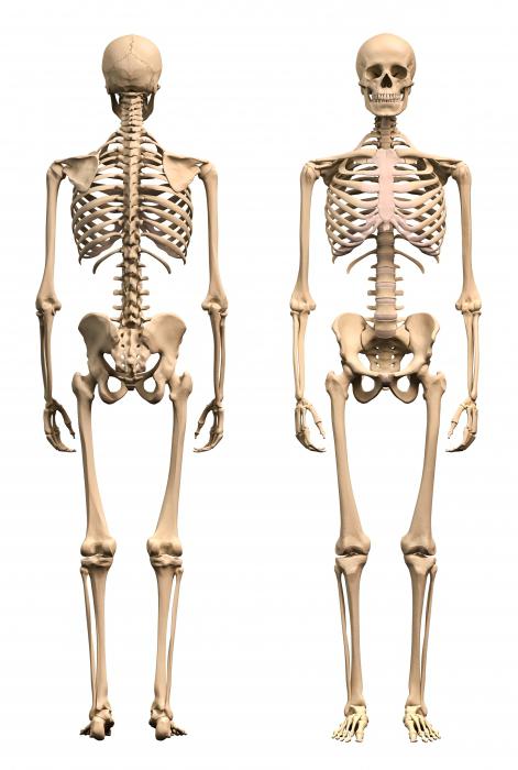 скелет взрослого человека состоит