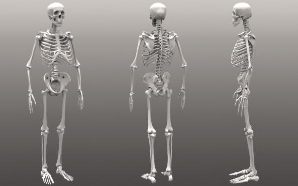 скелет человека соединение костей