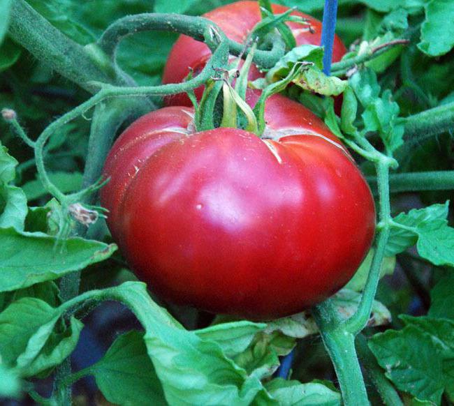 малиновое чудо томат отзывы