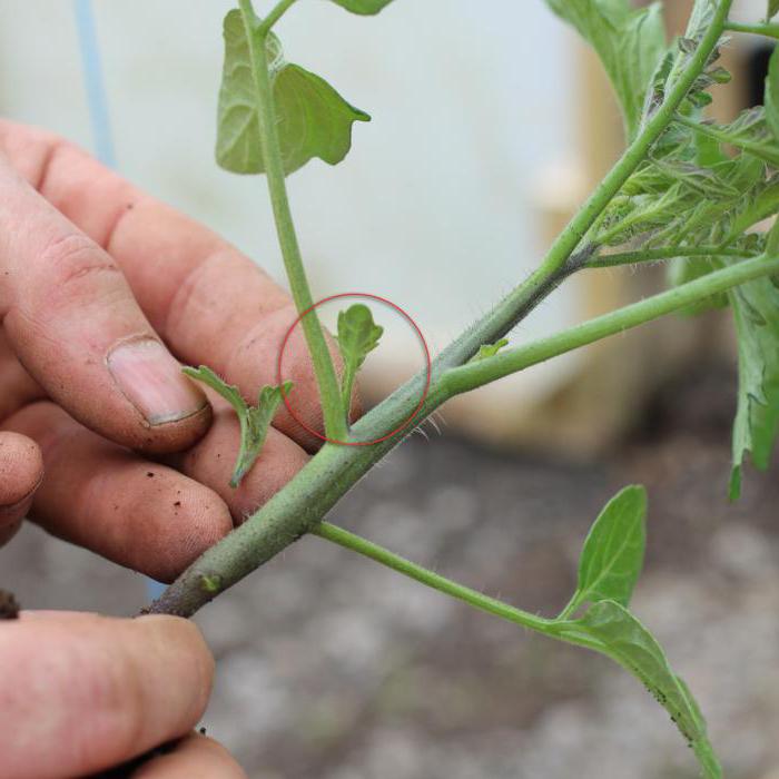 томаты малиновое чудо отзывы садоводов