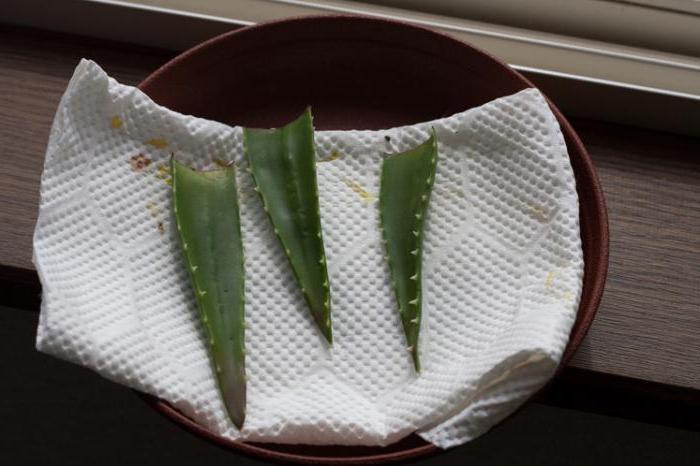 how to propagate aloe cuttings