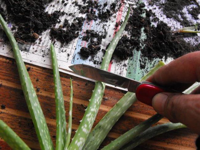 how to propagate aloe at home