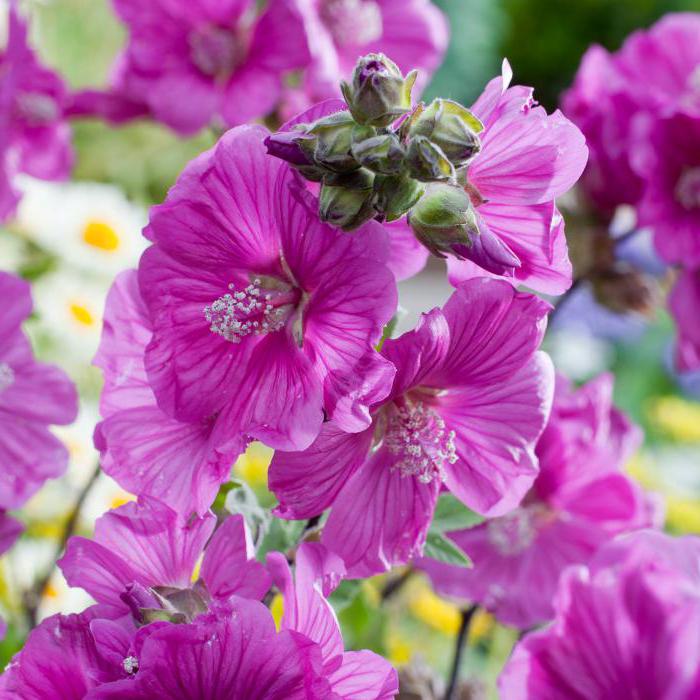 Лаватера цветок многолетний фото и описание