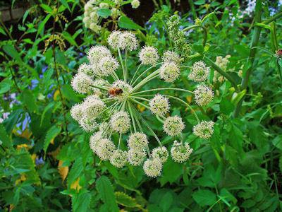 angelica herb beneficial properties and contraindications