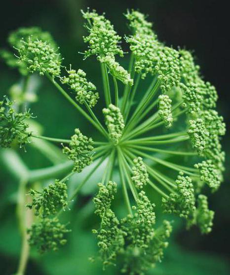 angelica herb beneficial properties