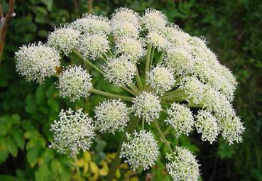 angelica medicinal properties and contraindications reviews