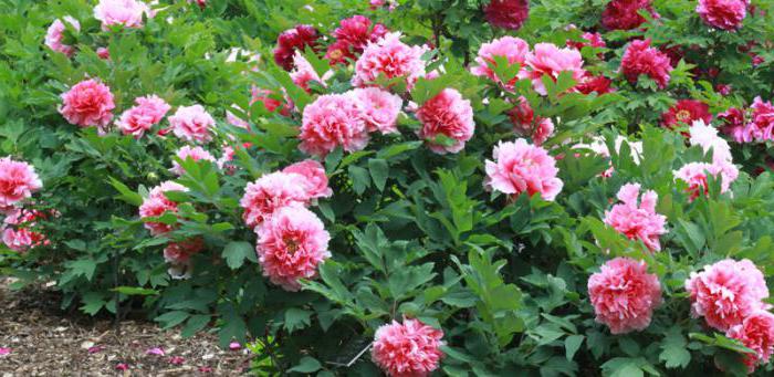 when to plant peonies in the fall