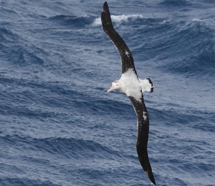 странствующий альбатрос размах крыльев