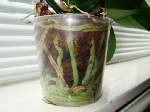 orchid roots climbed out of the pot