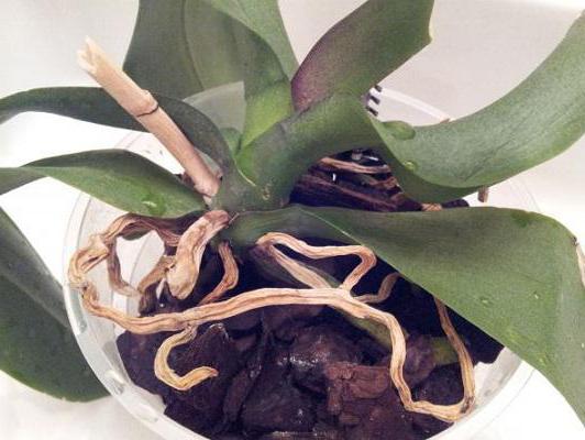 dry orchid roots