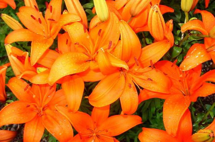 how to care for lilies in the country