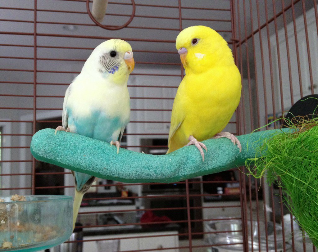 Caring for a Budgerigar