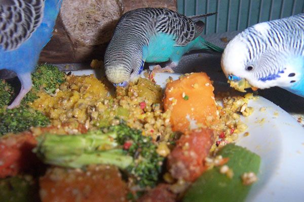 Budgerigar: how to care, how to feed, tips