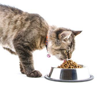 bosh sanabel cat food reviews