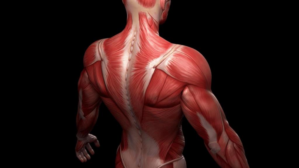 Четыре режима работы мышц и их характеристика
