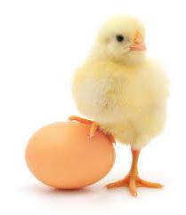всемирный день яйца 10 октября