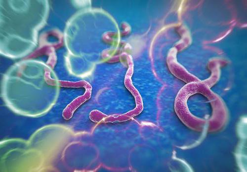 признаки вируса эбола