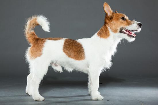 Jack russell terrier