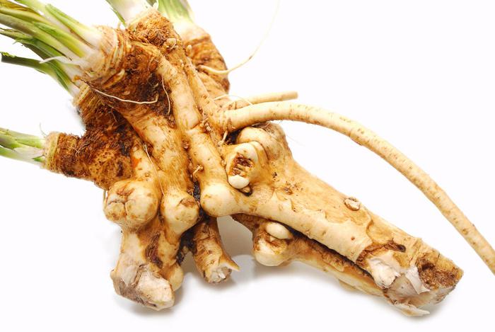 how to save horseradish for the winter