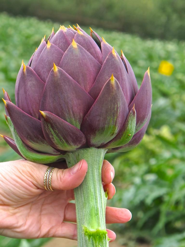 field artichoke