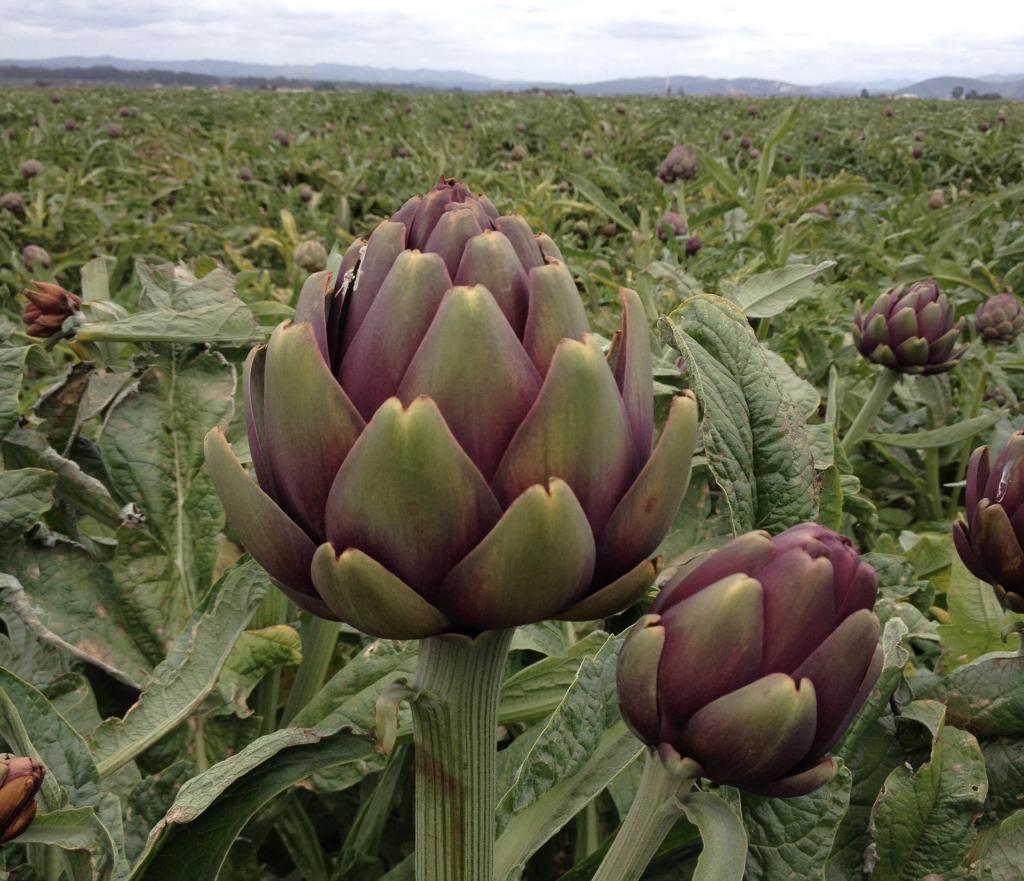 artichoke field photo