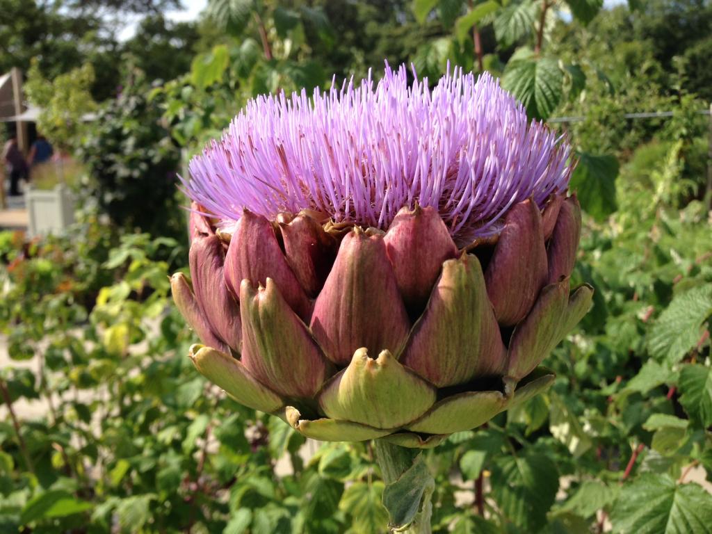 artichoke field application