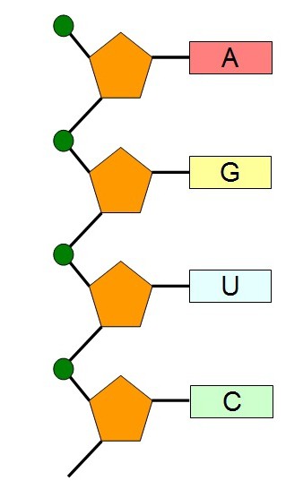 Последовательность нуклеотидов в цепи ДНК