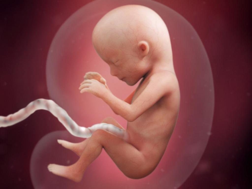 development of the baby inside the womb