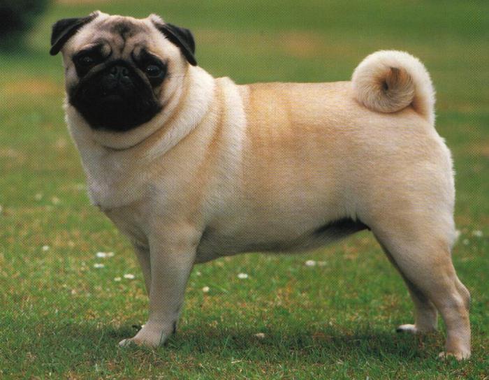 pug breed description