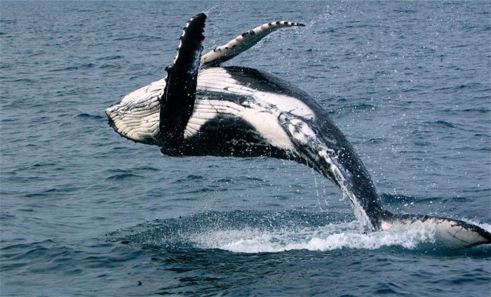 к чему снятся киты в море