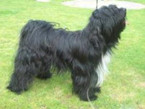 tibetan terrier photo