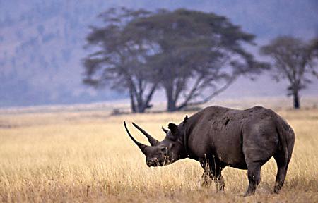 западный черный носорог