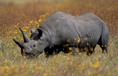  черный носорог объявлен вымершим 