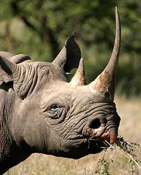 черный носорог фото